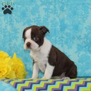 Jimmy, Boston Terrier Puppy